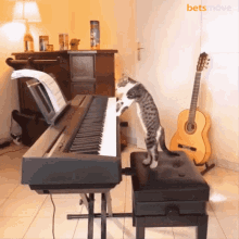 Piano Müzik GIF - Piano Müzik Pianoçalan Kedi GIFs