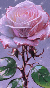 a close up of a pink rose with a purple background