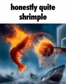 Shrimp Honest GIF