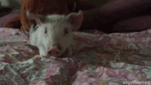 Pig Mouth GIF