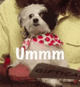 a small dog wearing a strawberry shirt is being held by a person