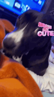 Broke But Cute Dog GIF - Broke But Cute Dog Pet GIFs