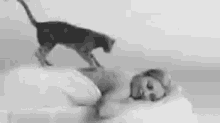 Cat Massage GIF - Cat Massage Lady GIFs