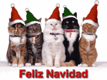 Merry Christmas Cats GIF - Merry Christmas Cats Santa GIFs