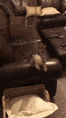 Albus Cat GIF - Albus Cat GIFs