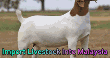 import livestock into malaysia cow