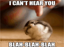 Hamster I Cant Hear You GIF - Hamster I Cant Hear You Not Listening GIFs