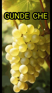 a bunch of white grapes hanging from a vine with the words gunde che above it