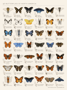 Butterfly Collection Butterfly GIF - Butterfly Collection Butterfly GIFs