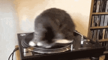 Catspin GIF - Catspin GIFs