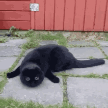Cat Low GIF - Cat Low Wag GIFs