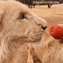 feeding the lion dean schneider vlog eat this try to eat this i dont like it