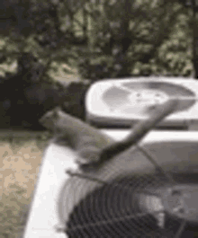 Squirrel Cool GIF - Squirrel Cool Tail GIFs