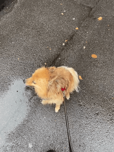 Pomeranian wet hotsell