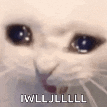 a close up of a cat 's face with the words `` i wll jl ll l '' written on it .