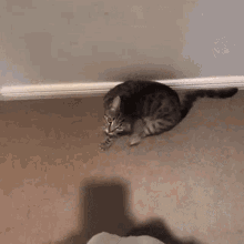 Cat Jump GIF - Cat Jump Toast The Cat GIFs