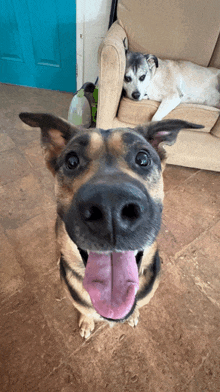 a dog sticking its tongue out while another dog sits on a chair