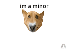 a picture of a dog with the words " im a minor " above it