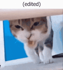 Edited Cat GIF - Edited Cat GIFs