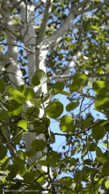 Aspen Trees GIF - Aspen Trees GIFs