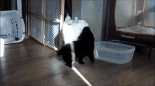 You Cannot Escape My Love! GIF - Dog Cat Puppy GIFs