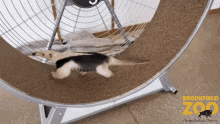 an anteater is running on a brooklyn zoo exercise machine