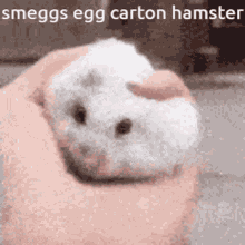 hamster egg hampter