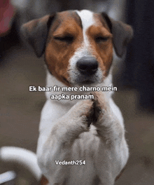 Meme Daily Viral Dog Charno Pranam Namaskar Meet Puppy Dogy Prayer GIF