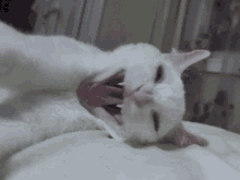 good meowning good morning white cat yawn sleepy