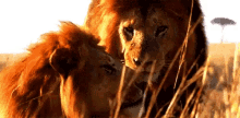 Lions Wild GIF - Lions Wild Cuddle GIFs
