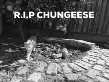 Chungeese Rest In Peace GIF - Chungeese Rest In Peace Cewguy GIFs