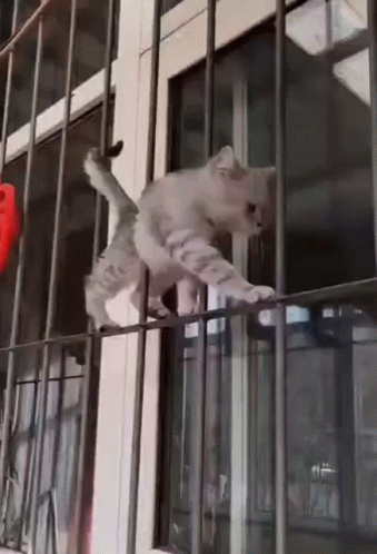 Cute Cat GIF - Cute Cat Walking - Discover & Share GIFs