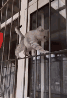 Cute Cat GIF - Cute Cat Walking GIFs
