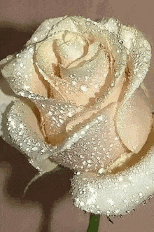 цветы роза GIF - цветы роза роса GIFs