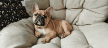 Frenchie Puppies GIF - Frenchie Puppies GIFs