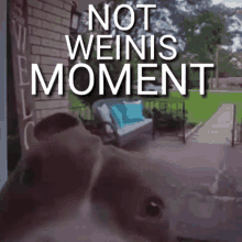 Weinis Moment GIF - Weinis Moment Troll GIFs