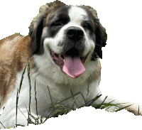 Dog Cute Dog Sticker - Dog Cute Dog Stickers