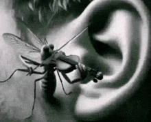 a black and white photo of a fly playing a violin in a person 's ear .