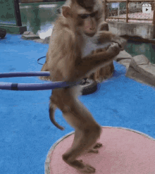 backtoyourlovin monkey