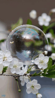 fairy bubble fantasy flowers