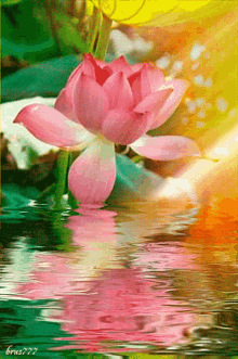 Lotus Sun Shine Pink Lotus Water With Sunray GIF