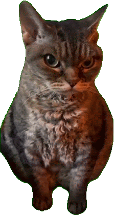 Angry Cat Meme Sticker - Angry Cat Meme Stickers