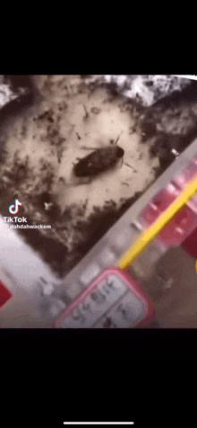 a cockroach is sitting on top of a pile of dirt in a container .