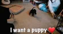 Puppy Love I Want S Puppy GIF