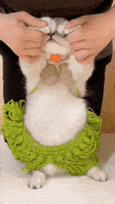 a person is holding a white cat with a green sweater on .