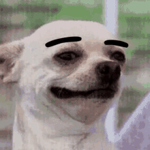 Dog Raise Eyebrows GIF - Dog Raise Eyebrows Chihuahua GIFs