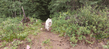 Hadassa Allison Zarya The Laika GIF - Hadassa Allison Zarya The Laika Puppy Zooming Down A Trail GIFs