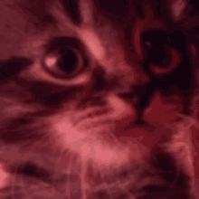 a close up of a cat 's face with a blurred background