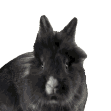 rabbit2 rabbit