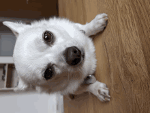 Doggo White GIF - Doggo Dog White GIFs